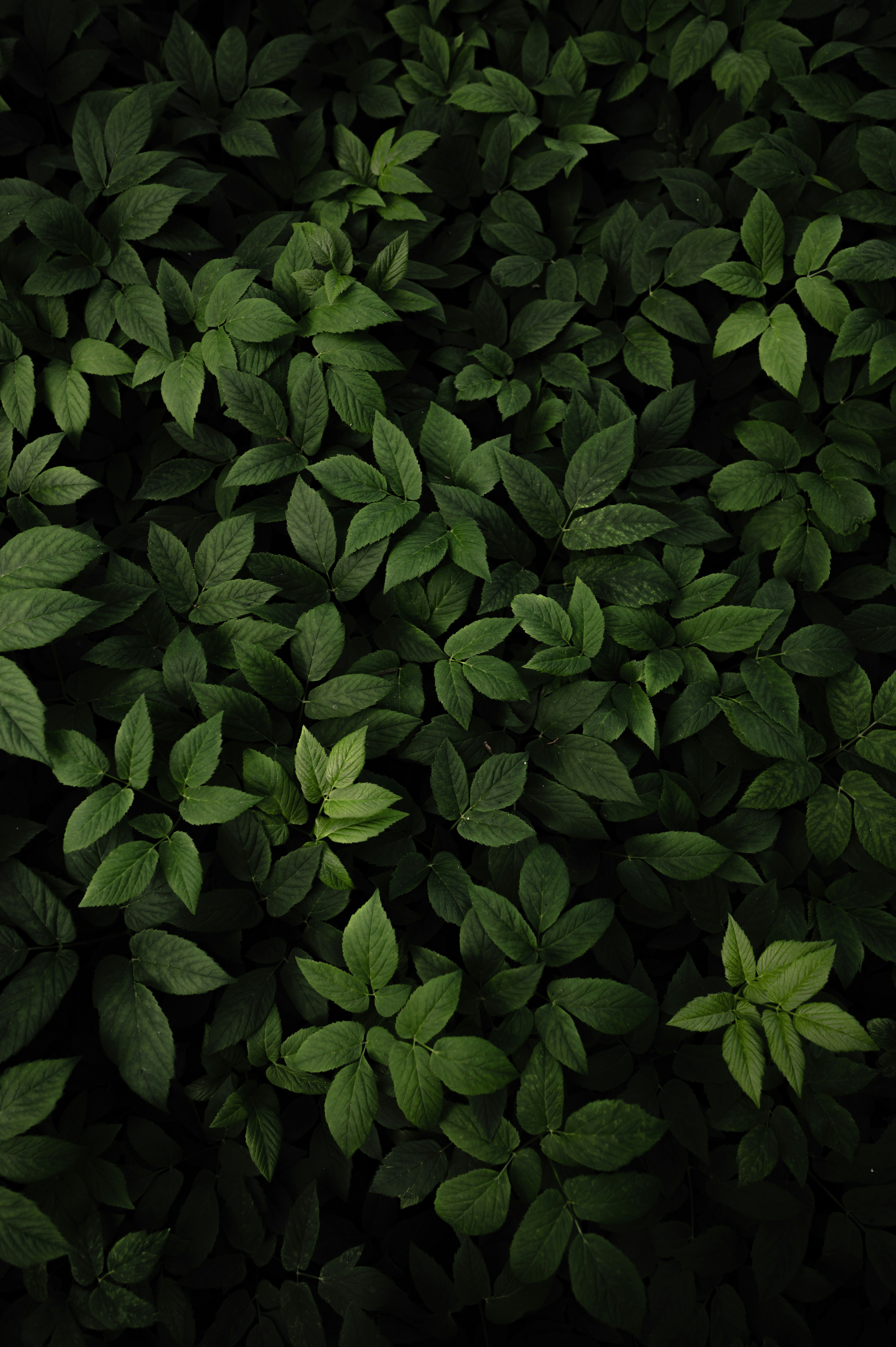 023.a8Stock.GRAPHIC-ELEMENTS.jpg