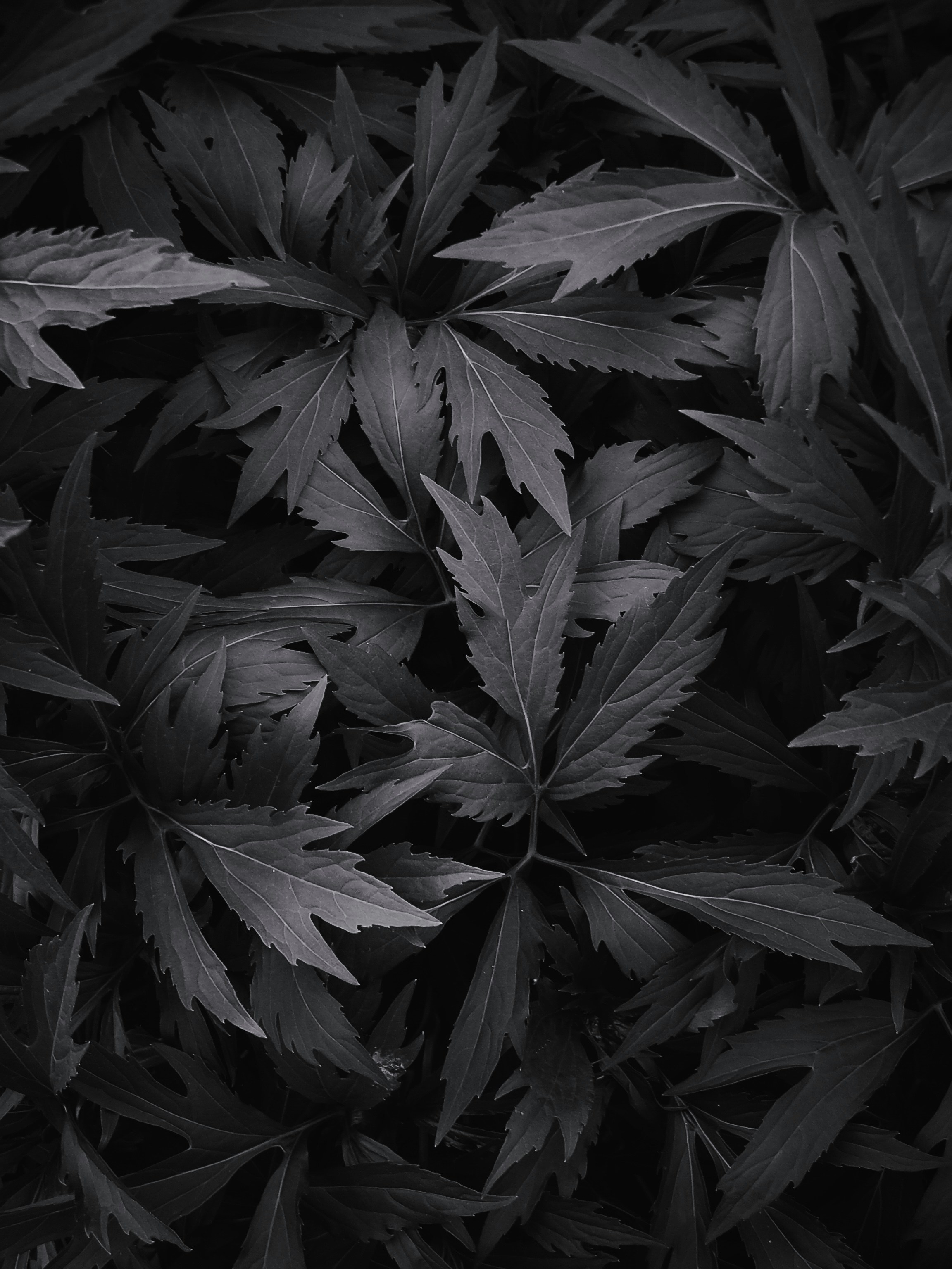 025.a8Stock.GRAPHIC-ELEMENTS.jpg