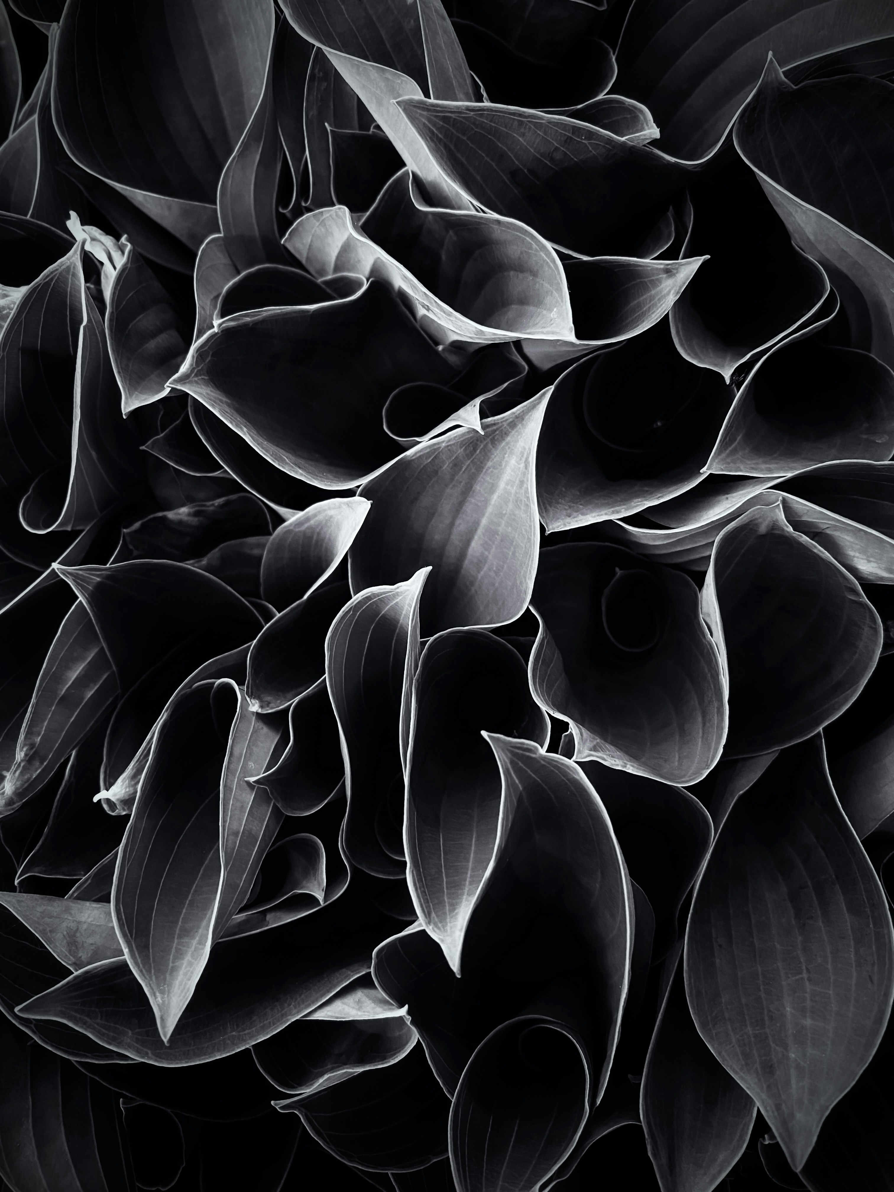 028.a8Stock.GRAPHIC-ELEMENTS.jpg