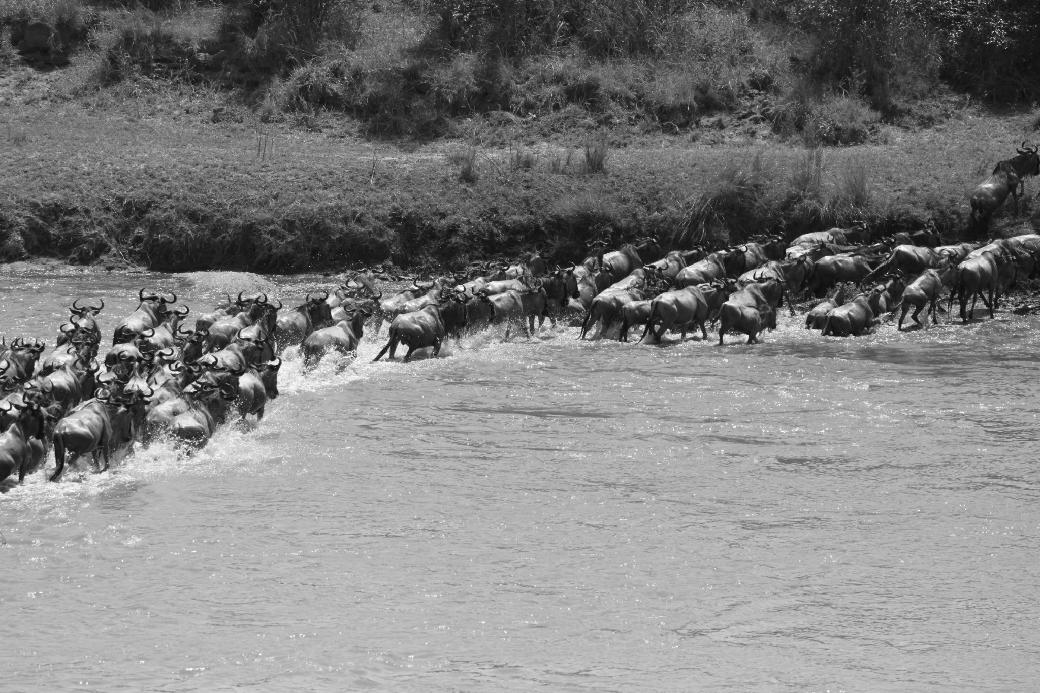 Black and white wildebeest river crossing landscape photograph.